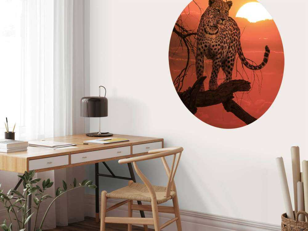 Léopard sous le soleil couchant