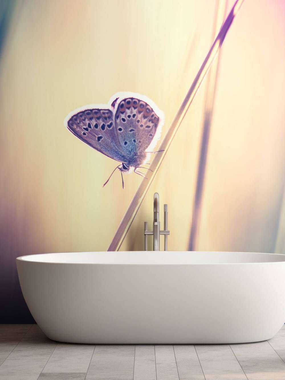Papillon de rêve