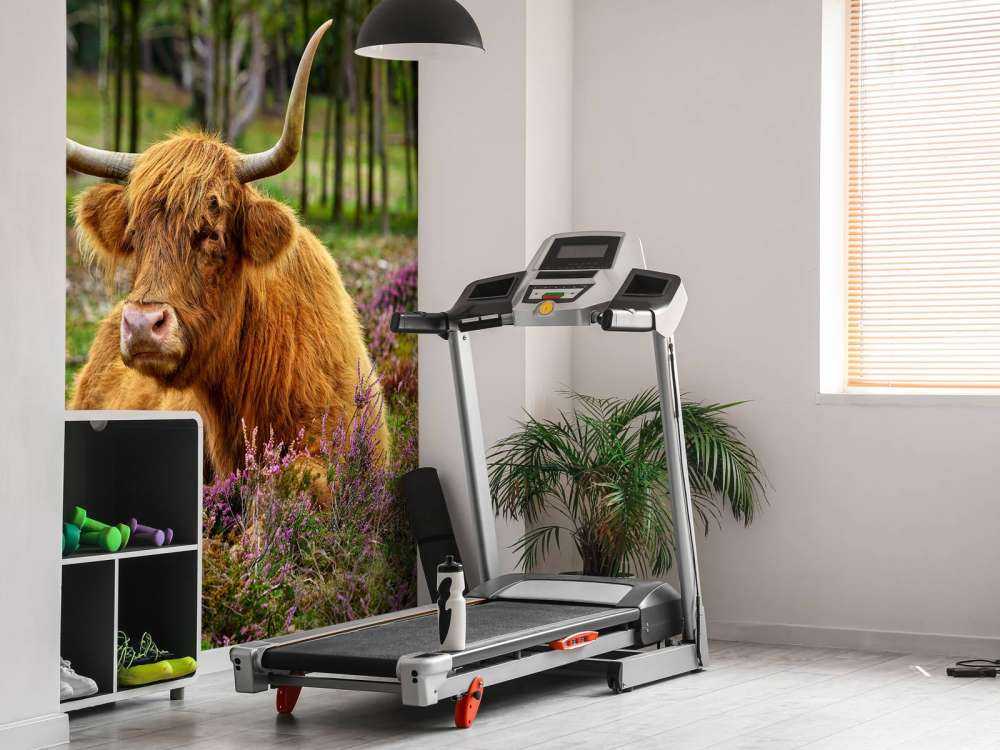 Highland écossais dans la bruyère violette