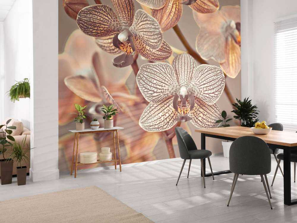 Gros plan d'orchidée