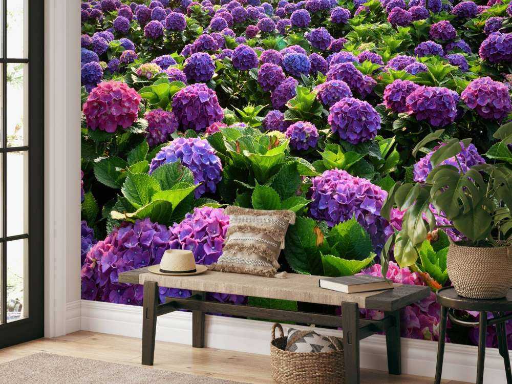 Hortensias dans un champ