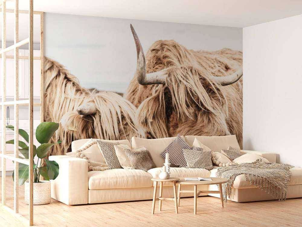 Deux Highlands écossais