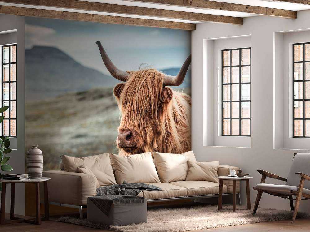 Highland écossais dans les collines