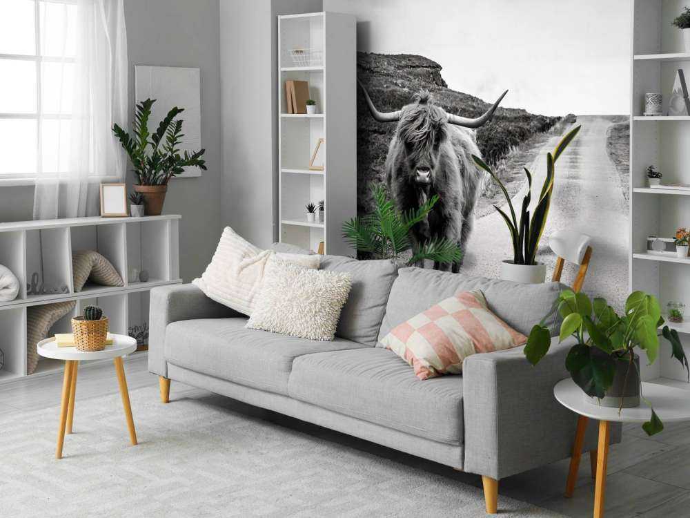 Le Highland écossais sur la route