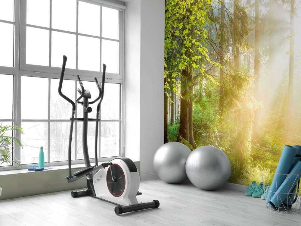 Paysage forestier au lever du soleil