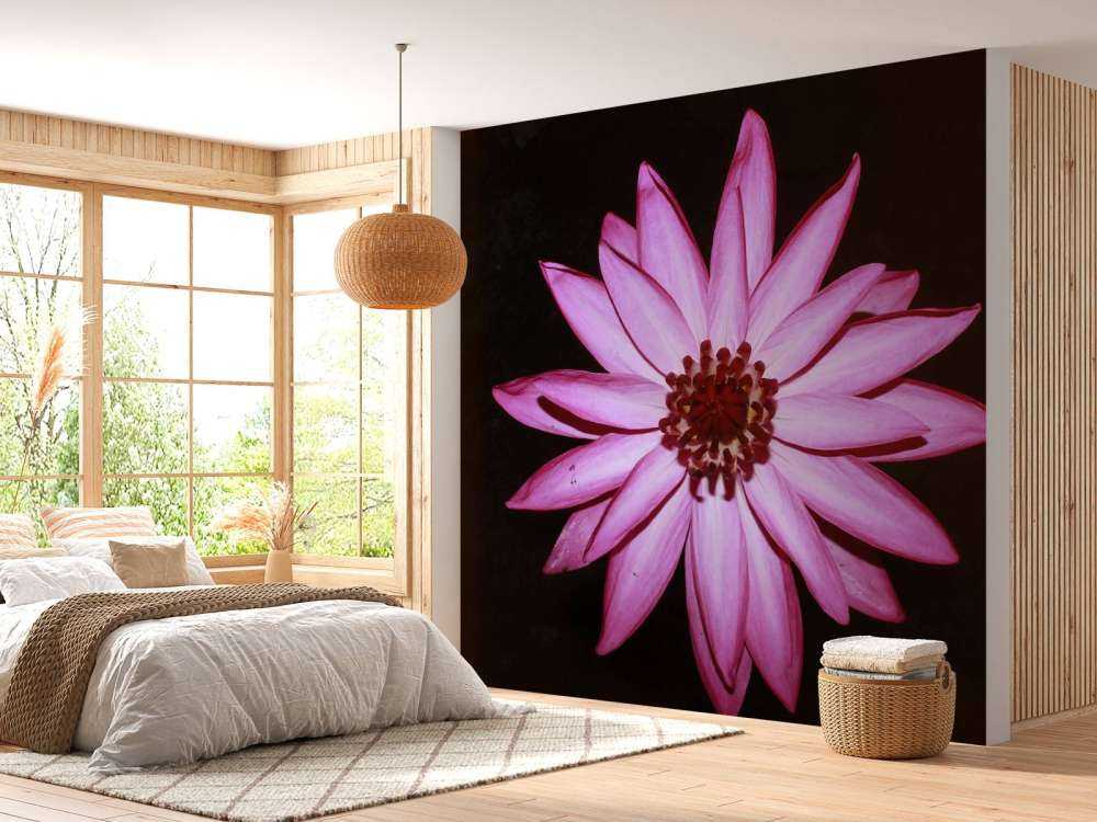 Fleur de lotus vue d'en haut