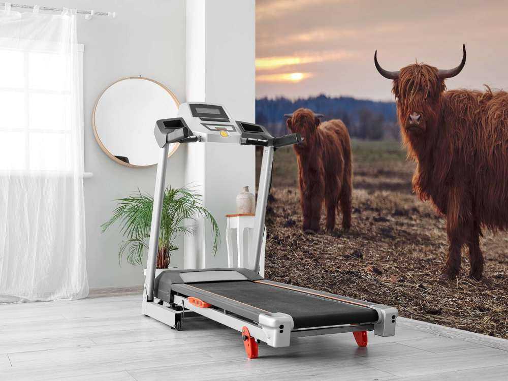 Les Highlands écossais dans la prairie