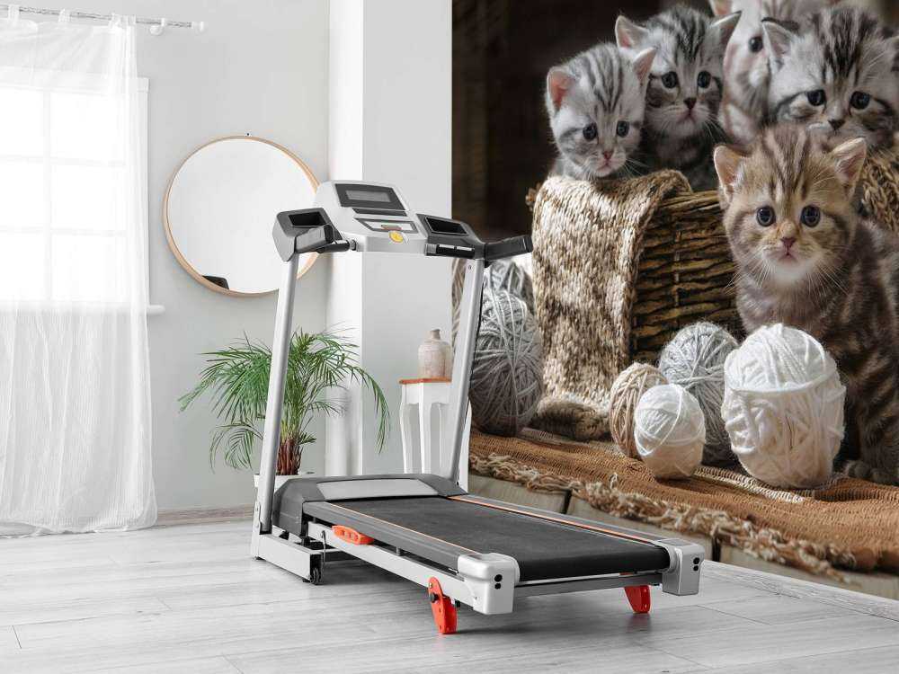 Chatons avec de la laine