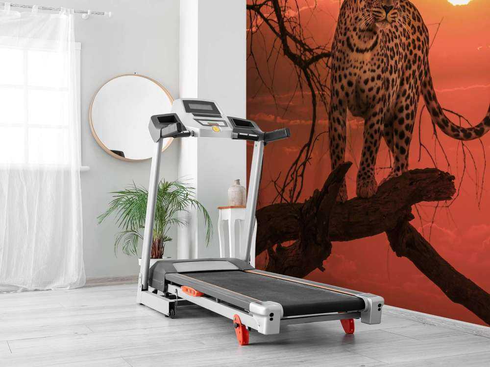 Léopard sous le soleil couchant