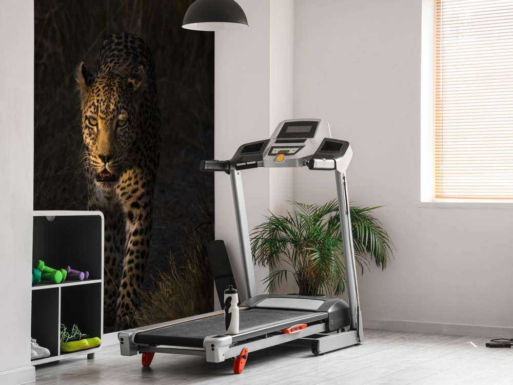 Léopard au coucher de soleil