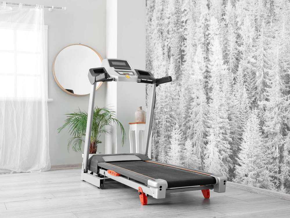 Les conifères en noir et blanc