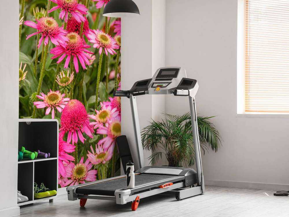 Les échinacées dans le jardin