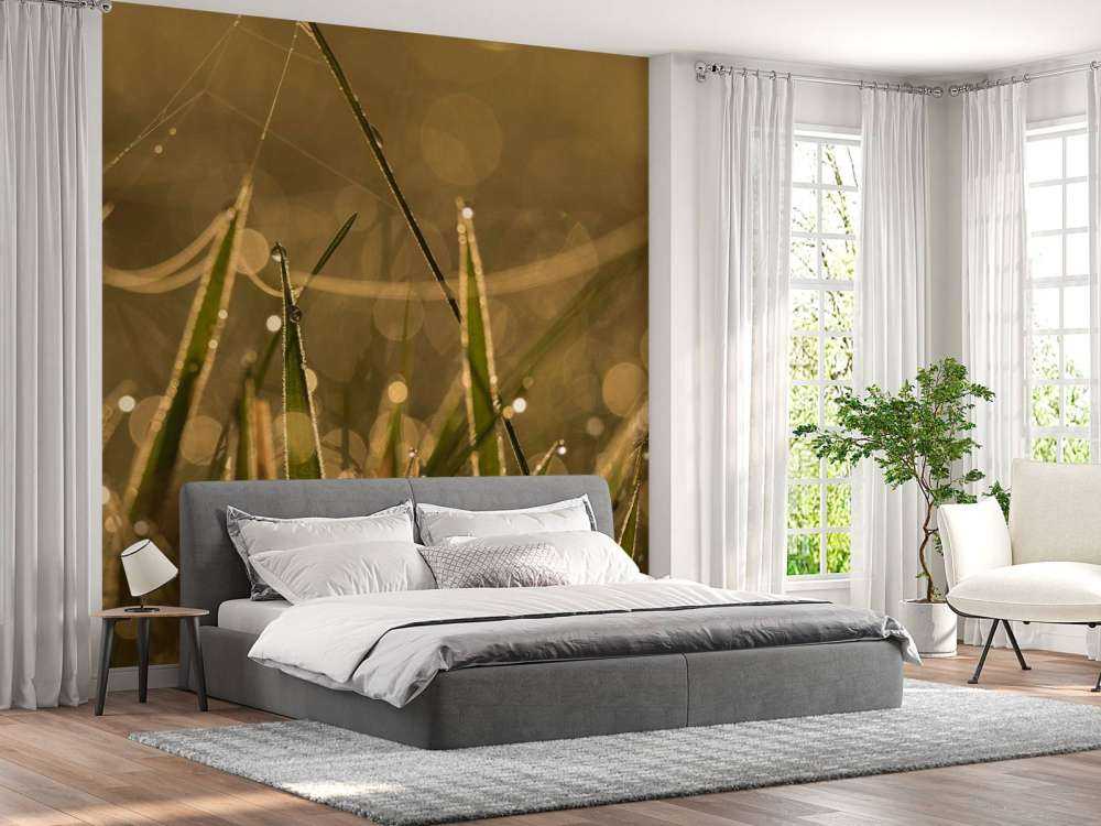 Herbe du matin brillante