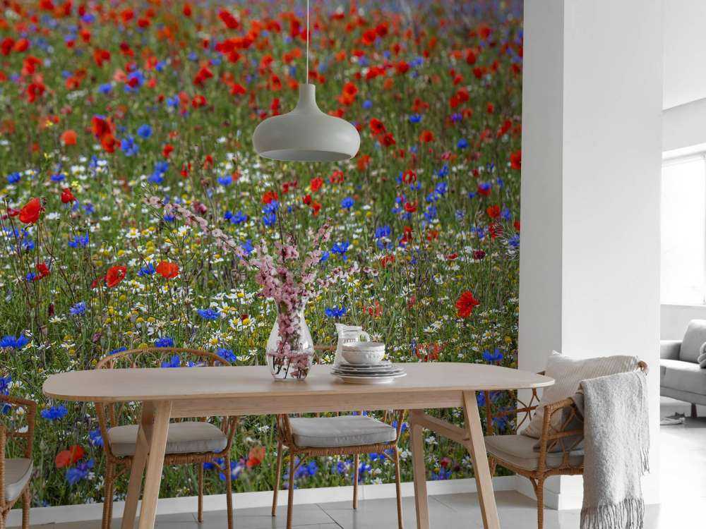 Champ plein de coquelicots