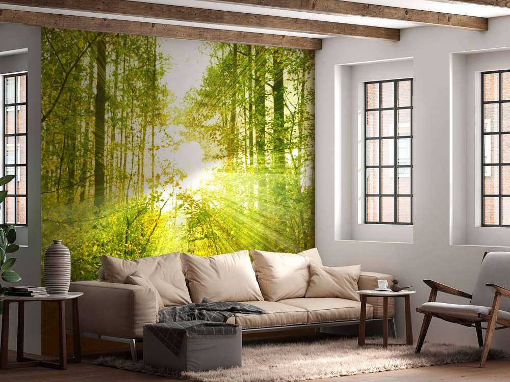 Soleil dans une forêt verdoyante