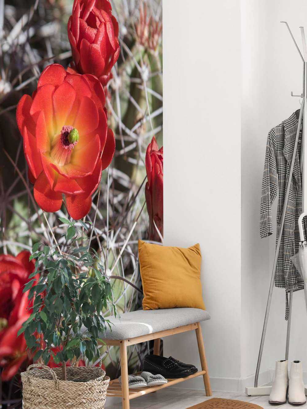 Fleurs de cactus rouge