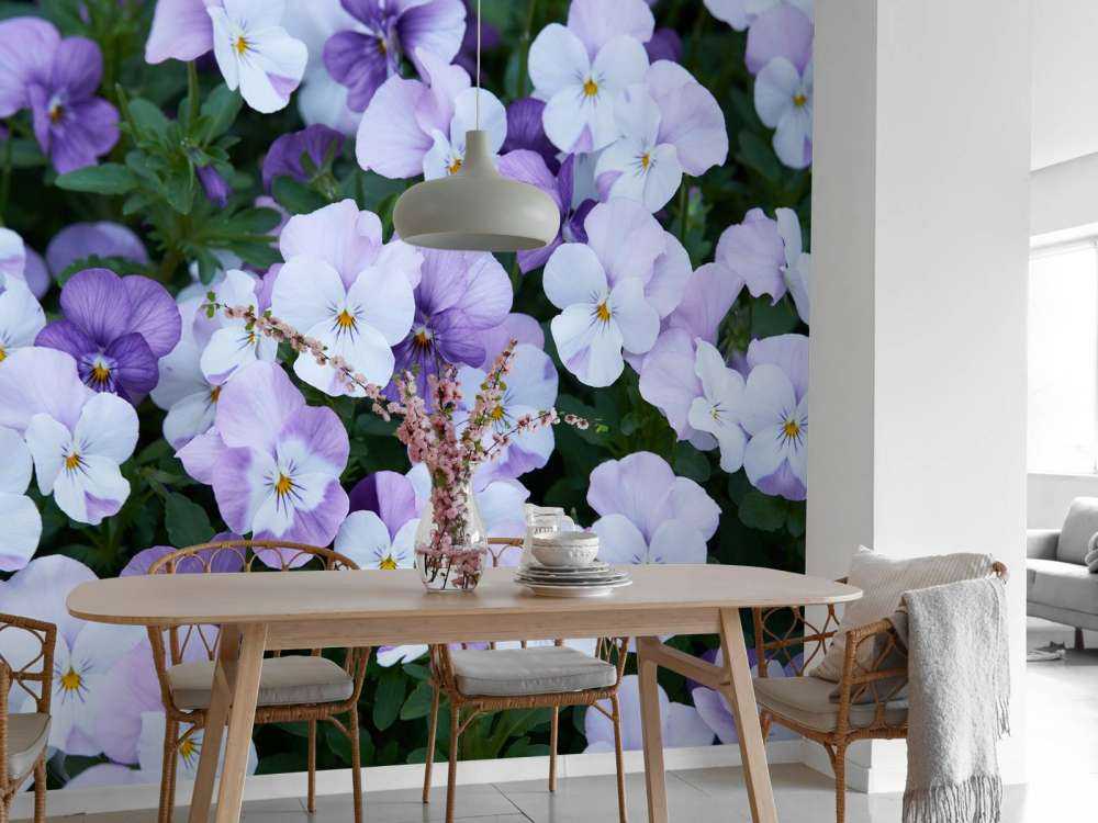 Violettes blanches pourpres