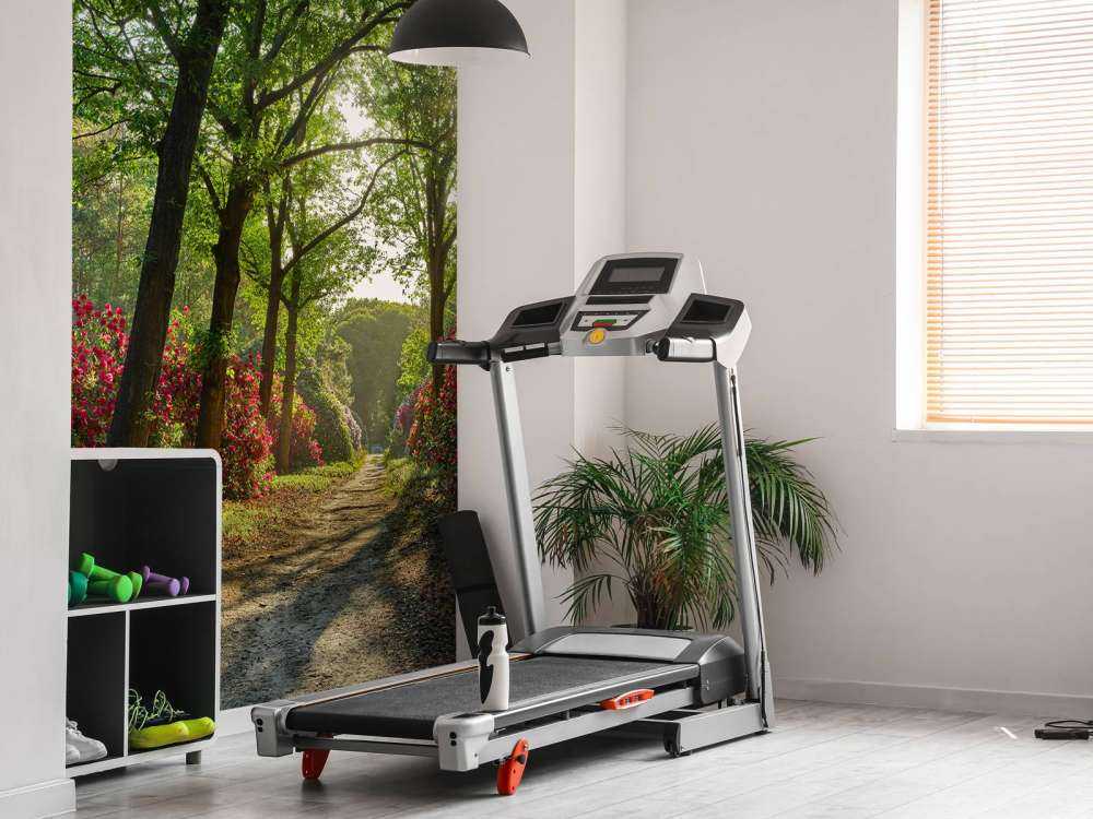 Lever de soleil sur le chemin avec des rhododendrons