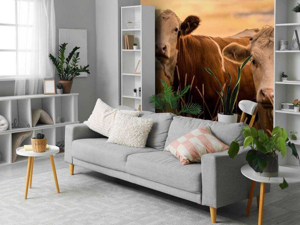 Les vaches au soleil du soir