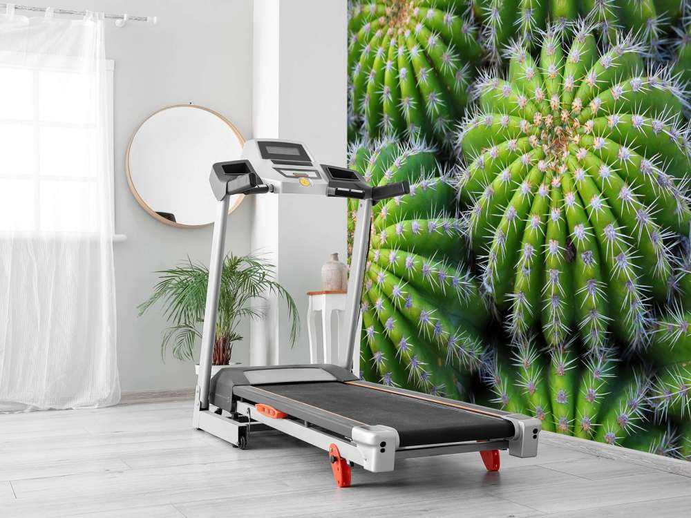 Cacti