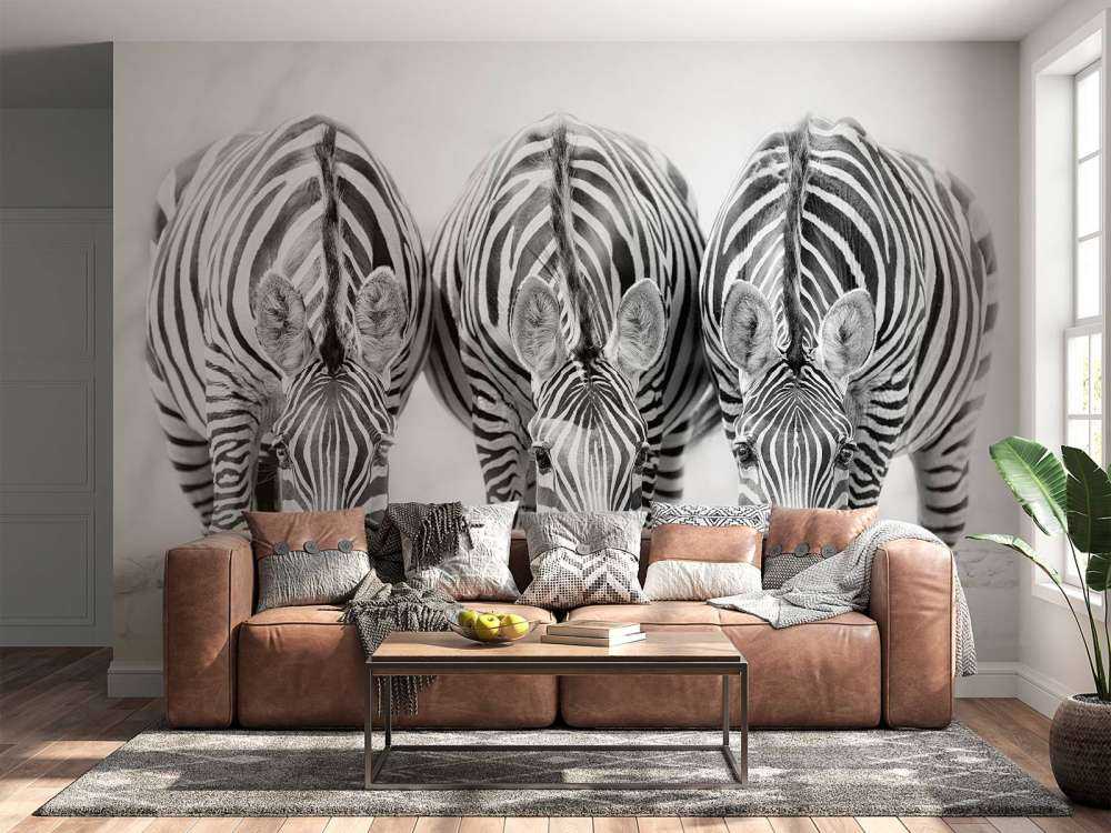 Three zebras