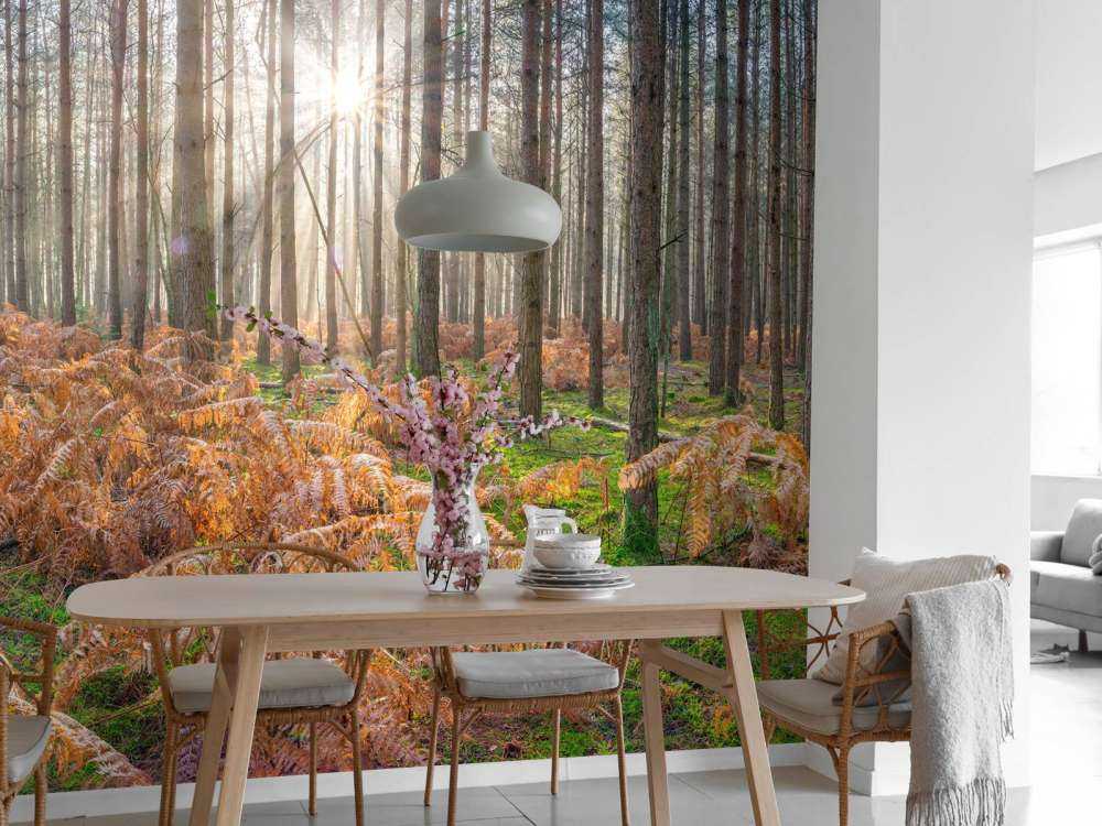 Forêt au lever du soleil