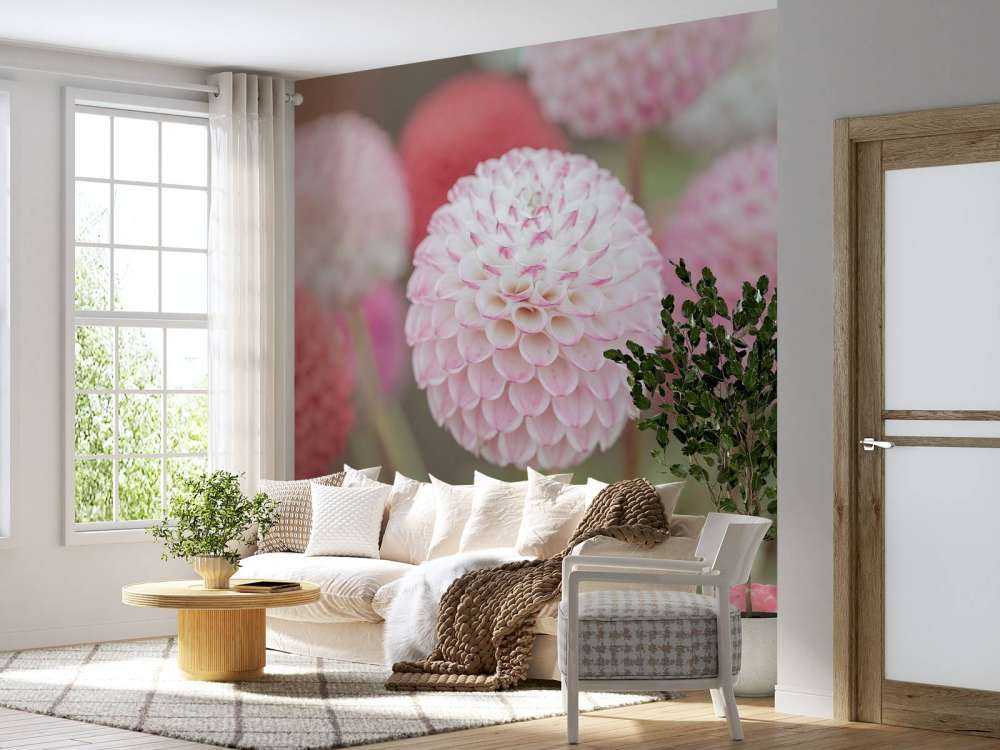 Fleurs de dahlia roses