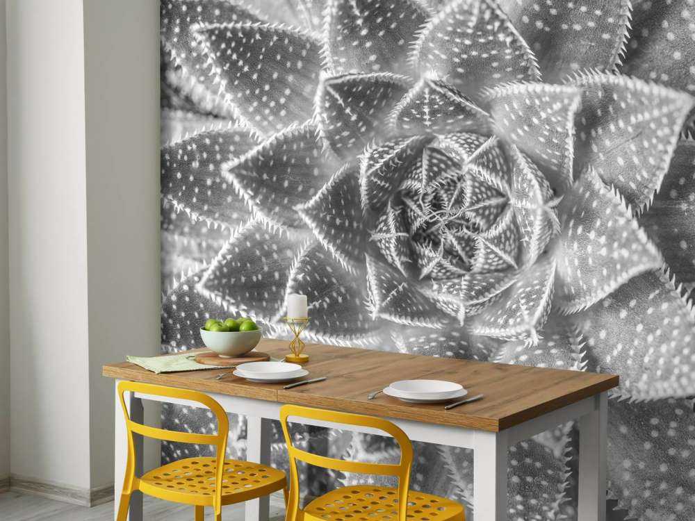 Gros plan sur succulente