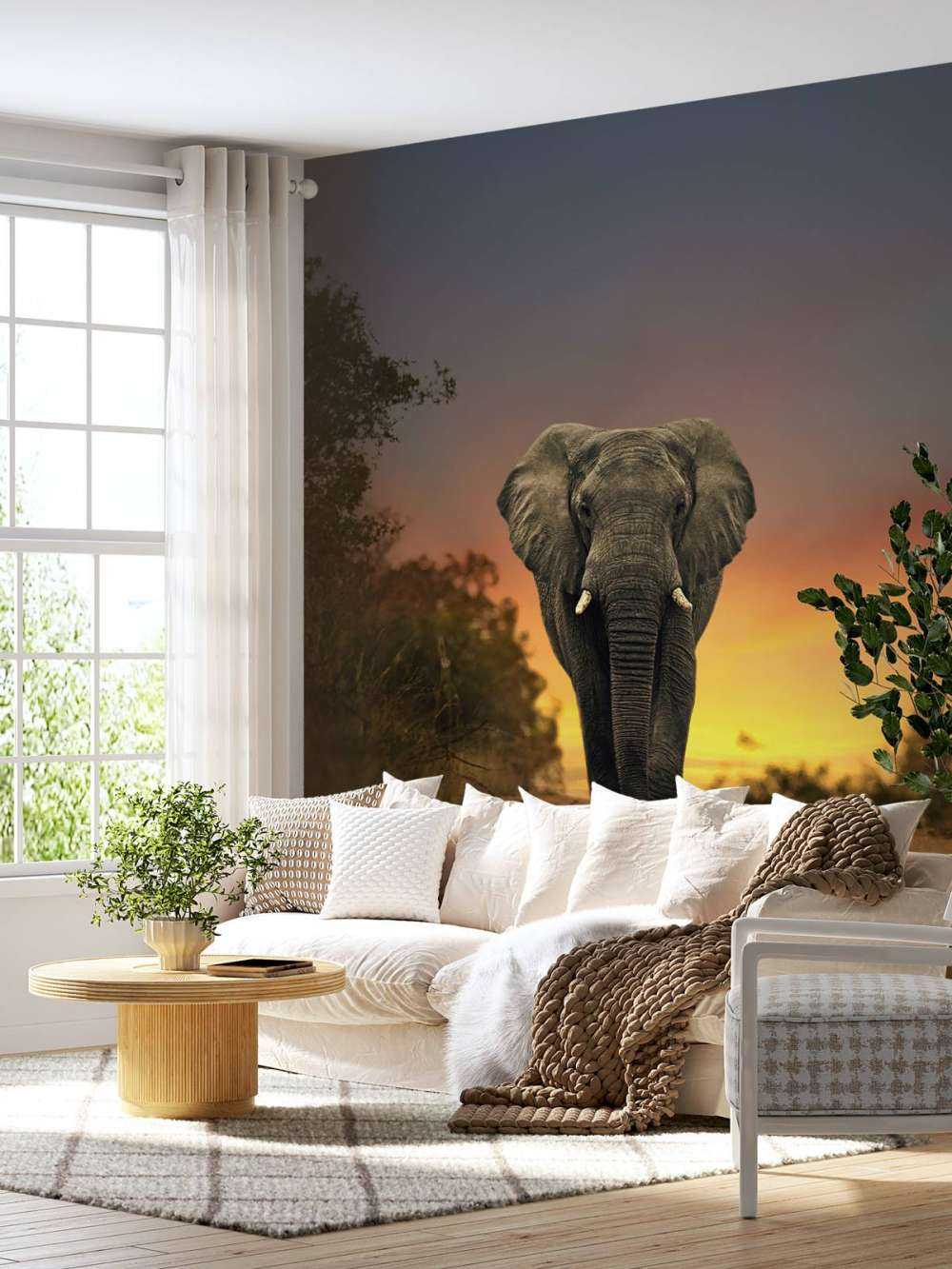 Eléphant au coucher du soleil