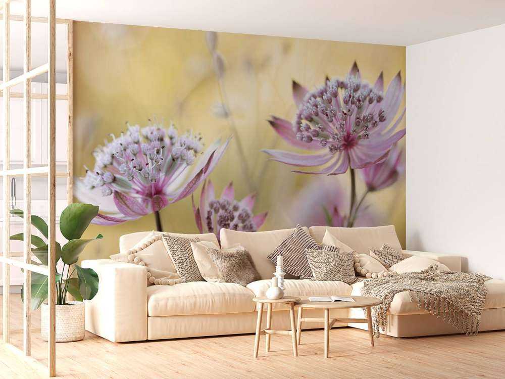 Astrantia Major
