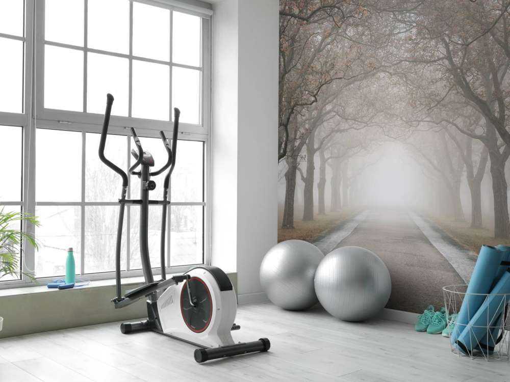 Route avec de vieux arbres