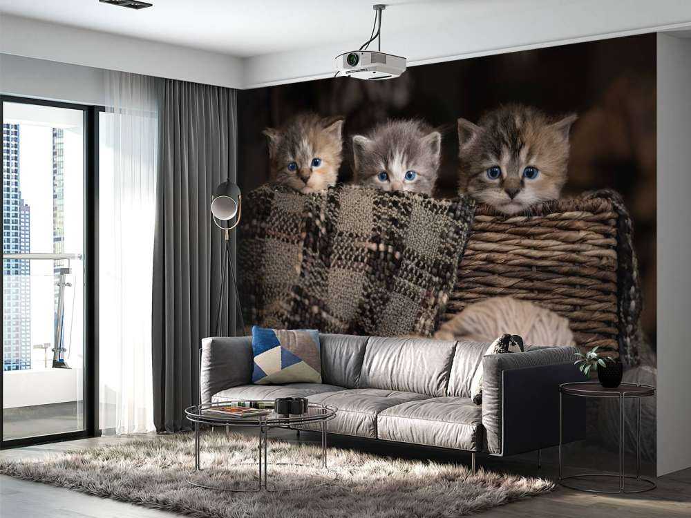 Trois chatons dans un panier