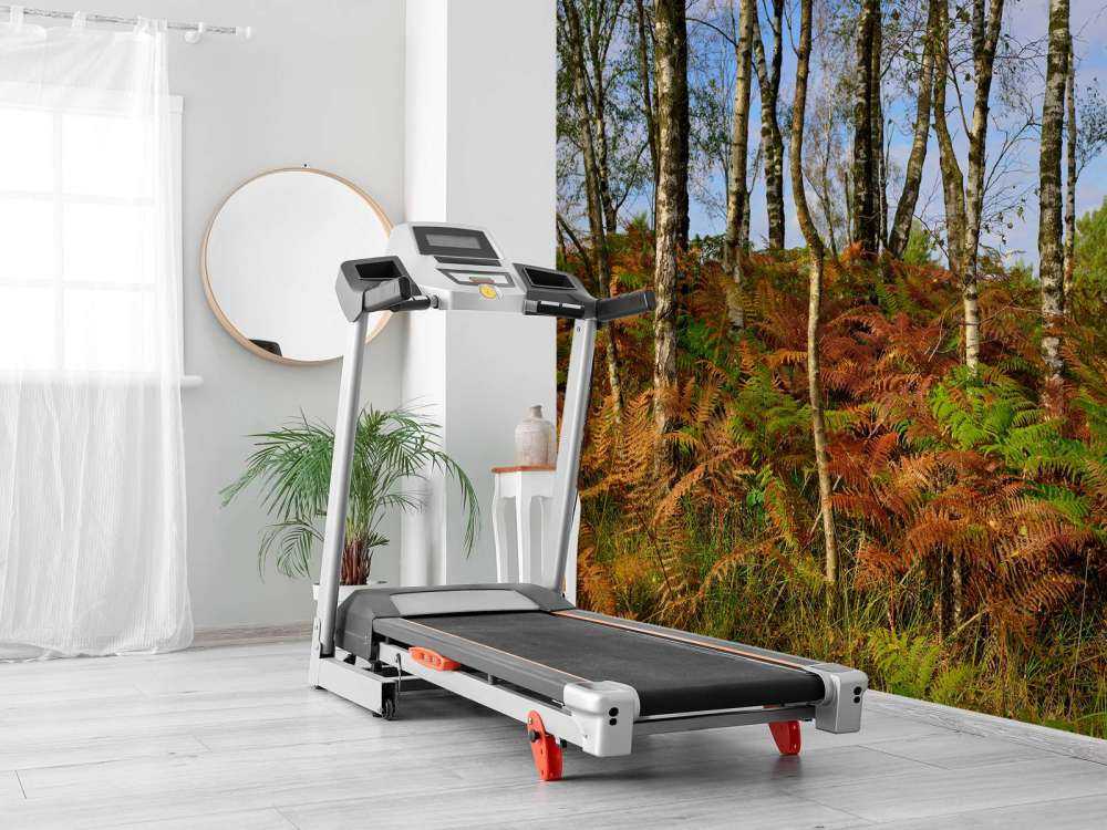 Bouleaux avec fougères colorées