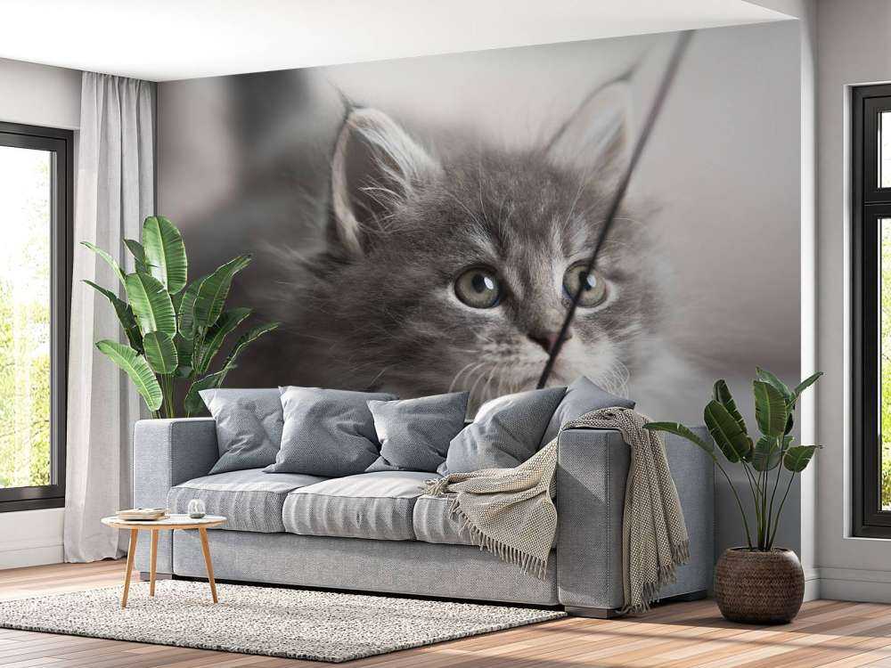 Jouer au chat