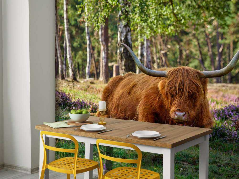 Le repos du Highland écossais