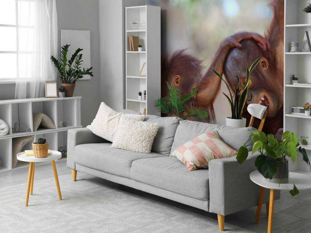 Bébés orang-outans