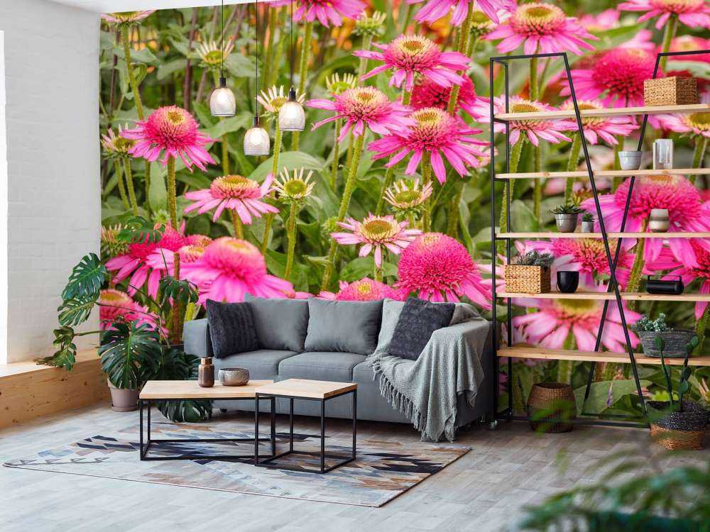 Les échinacées dans le jardin