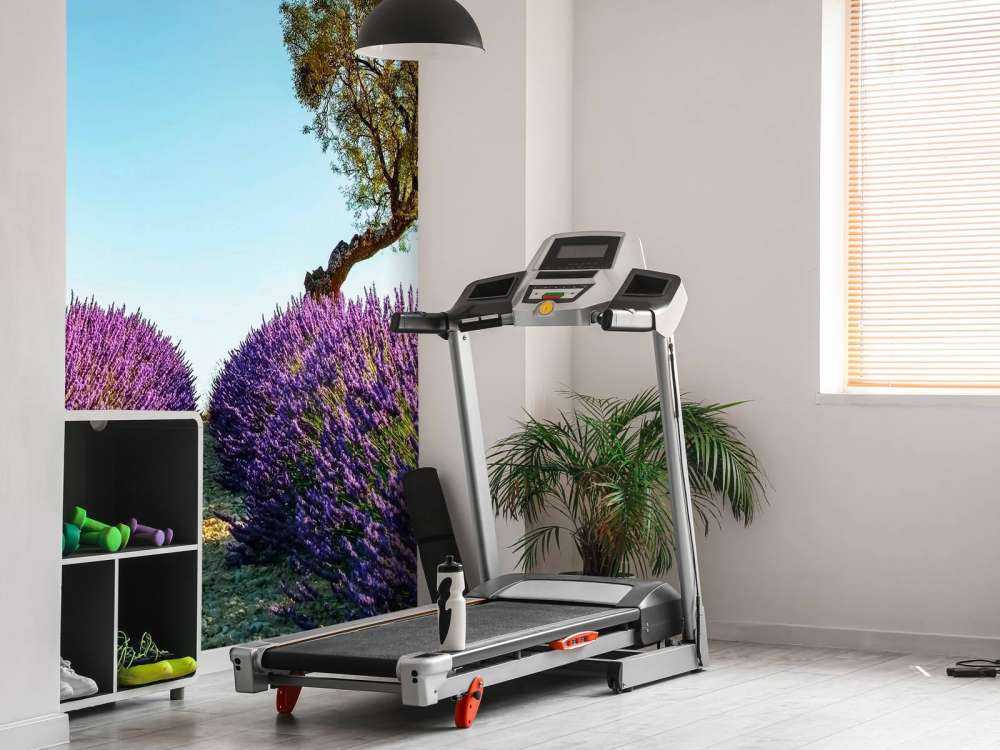 Sentier de lavande sous un ciel bleu.