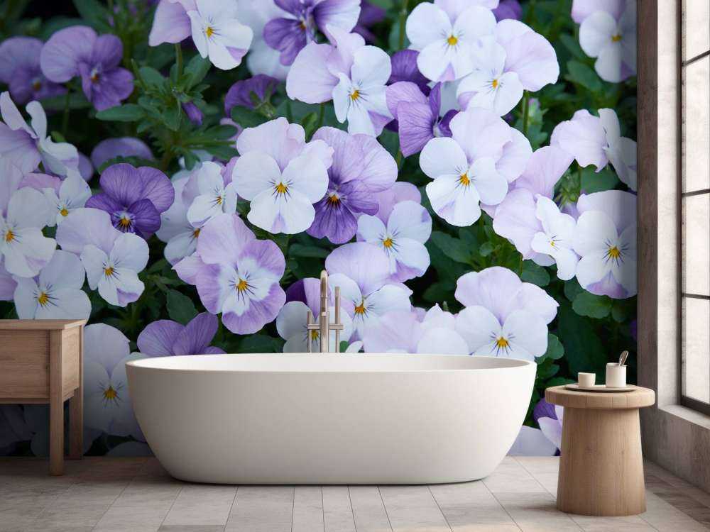 Violettes blanches pourpres