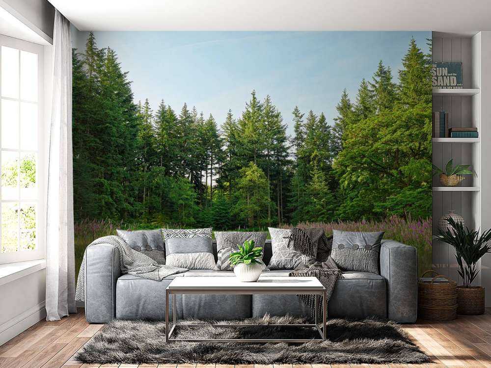 Espace ouvert dans une forêt