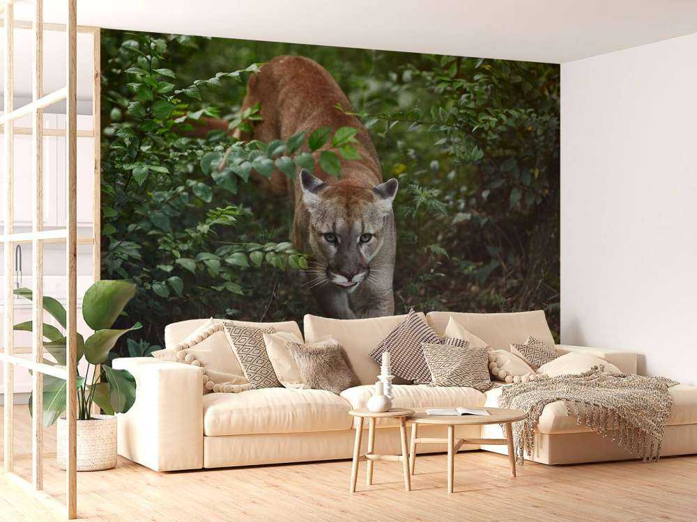 Lion des montagnes qui se faufile