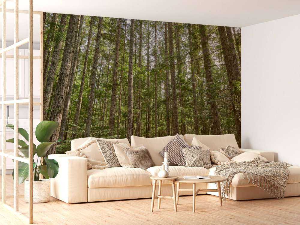 Arbres minces dans la forêt