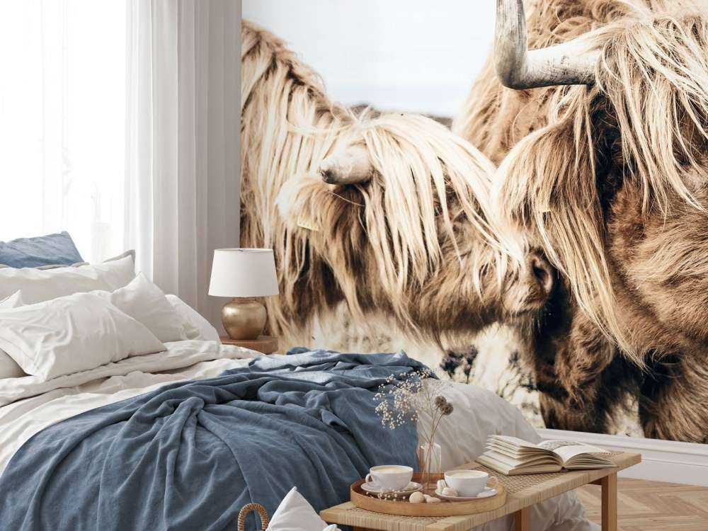 Deux Highlands écossais