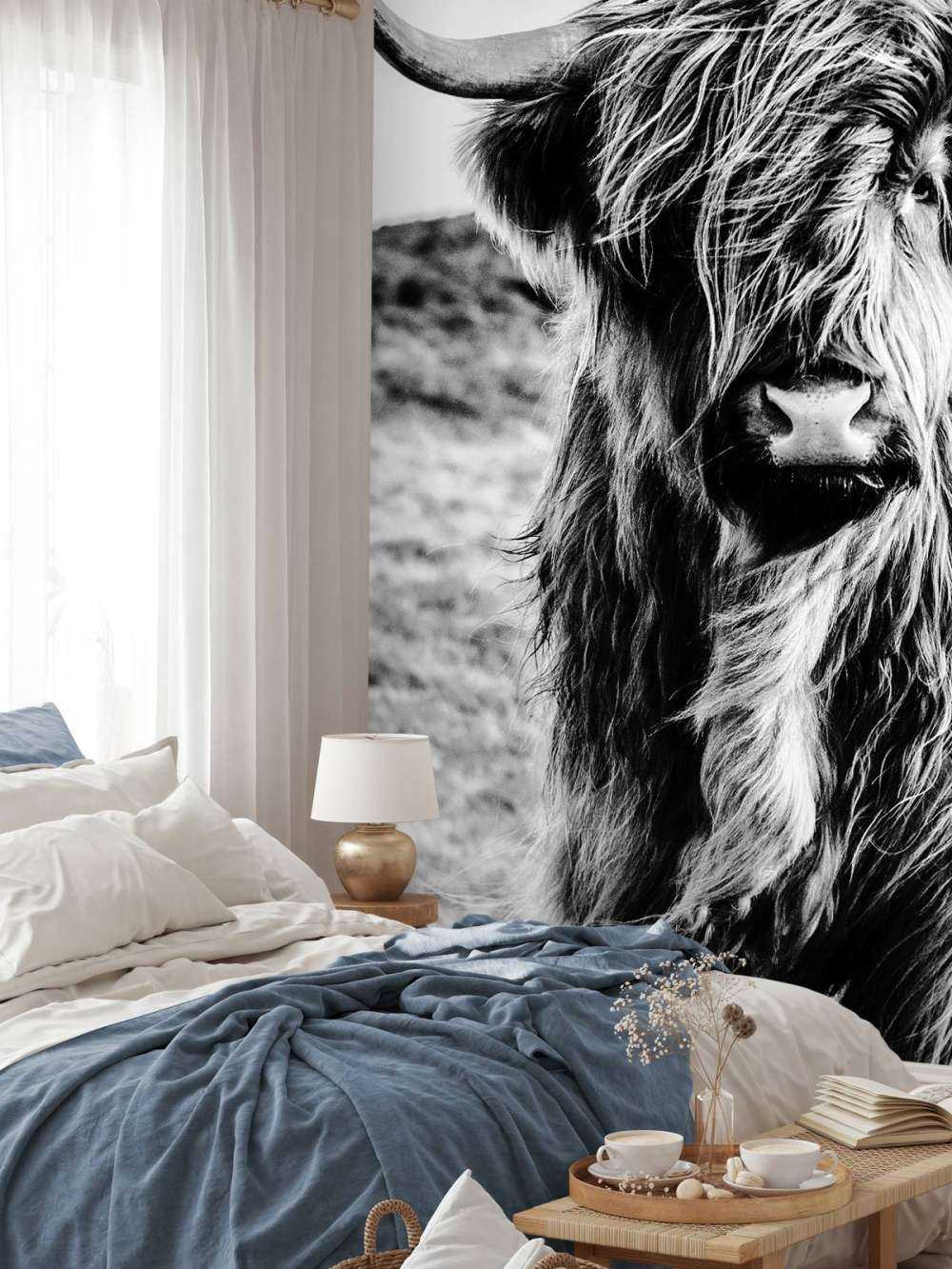 Le Highland écossais en noir et blanc