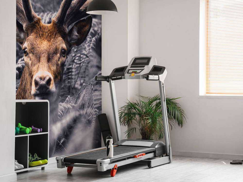 Gros plan sur un cerf