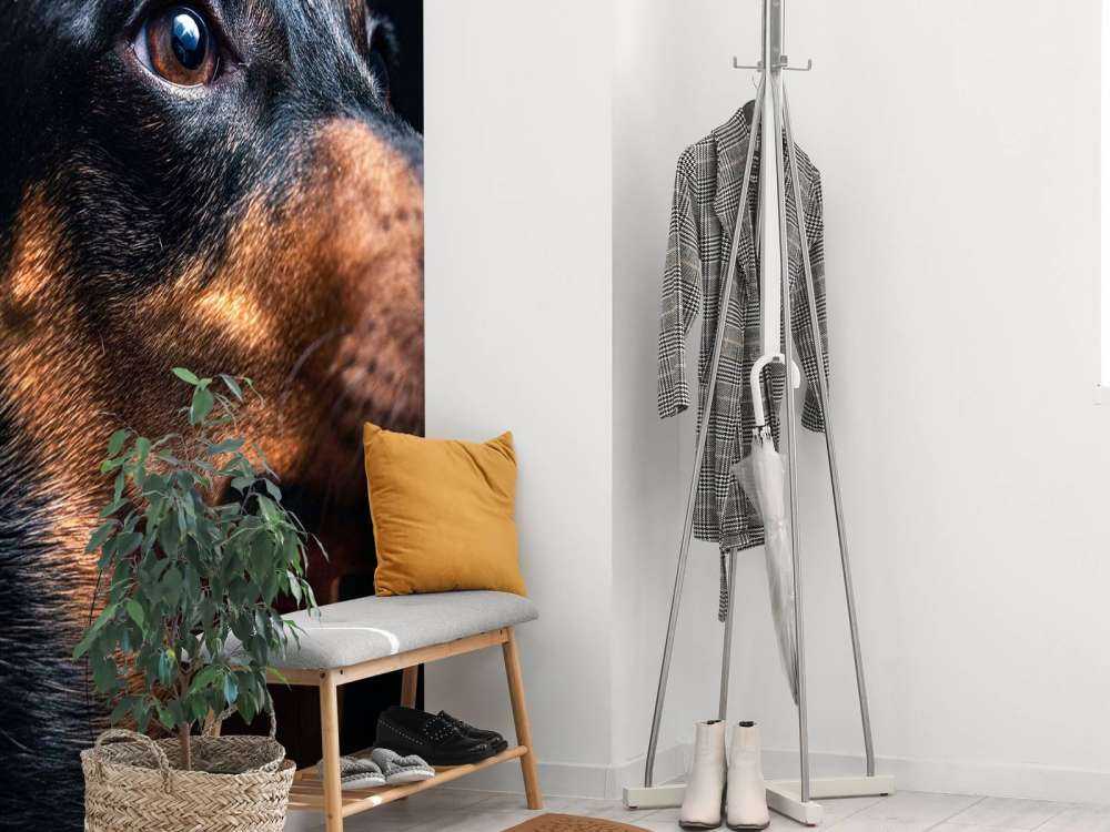 Portrait de fier teckel