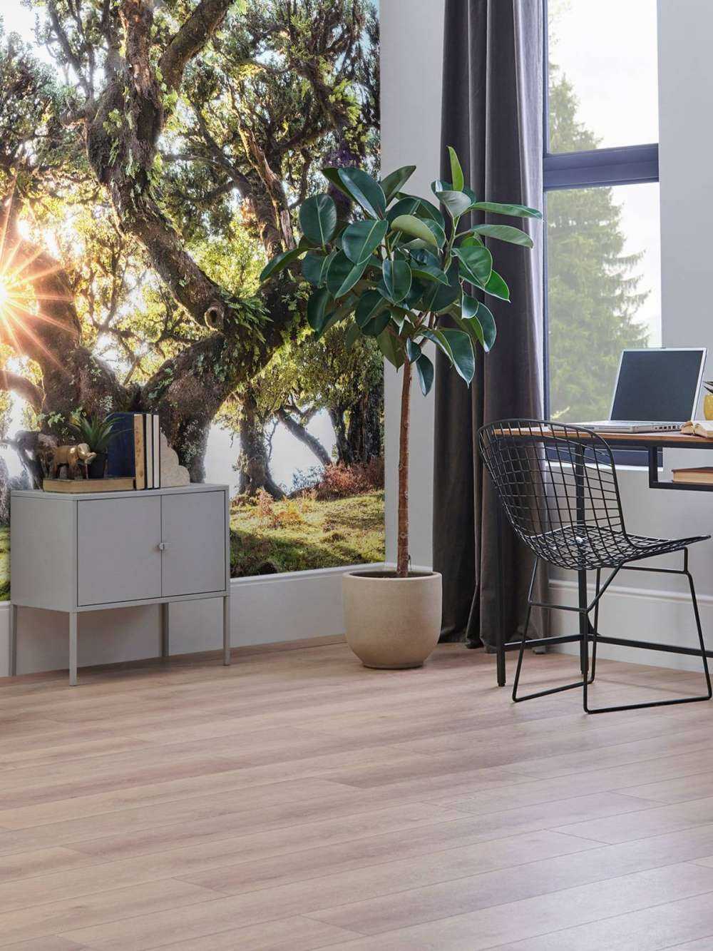 Lumière du soleil à travers les cimes d'arbres anciens