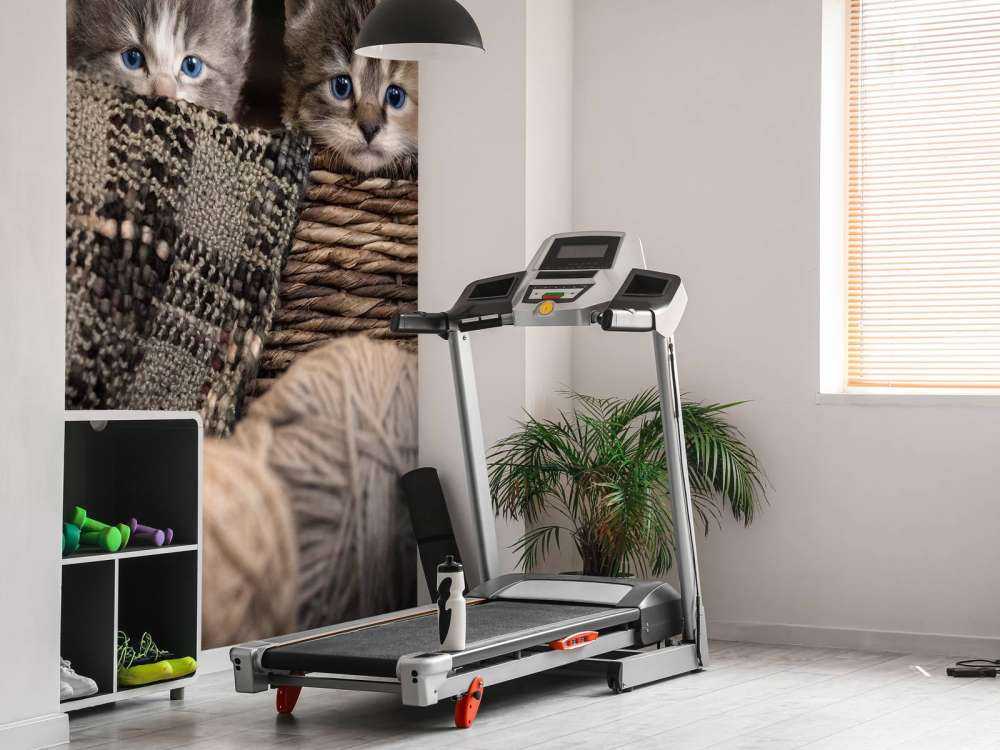 Trois chatons dans un panier