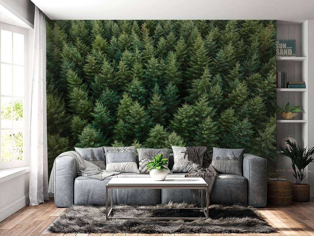 Les sapins de Douglas vus d'en haut