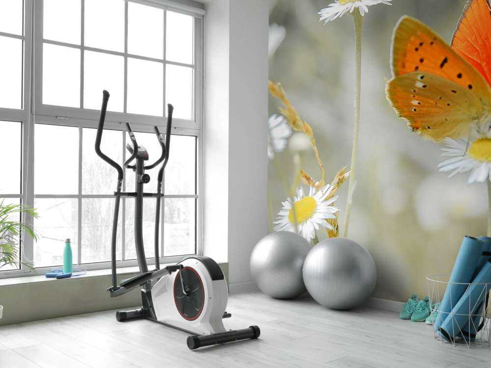 Marguerites&#x20;et&#x20;papillon&#x20;orange